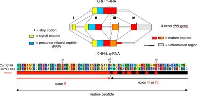 The Crustacean Hyperglycemic Hormone Superfamily: Progress Made in the Past Decade